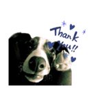 愛犬カイトのイタグレスタンプ（個別スタンプ：6）