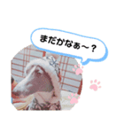 愛犬カイトのイタグレスタンプ（個別スタンプ：7）
