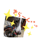 愛犬カイトのイタグレスタンプ（個別スタンプ：8）
