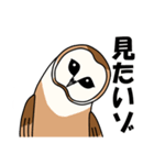 見てるよ フクロウさん（個別スタンプ：4）