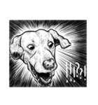 犬猫兎熊1（個別スタンプ：31）