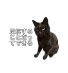 黒猫のスタンピ（個別スタンプ：3）