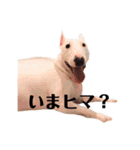 ブルテリア 牡丹6（個別スタンプ：11）