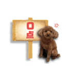 トイプードルのショコちゃん（実写）（個別スタンプ：35）