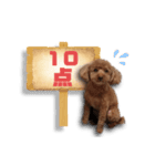 トイプードルのショコちゃん（実写）（個別スタンプ：36）