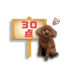 トイプードルのショコちゃん（実写）（個別スタンプ：37）