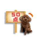 トイプードルのショコちゃん（実写）（個別スタンプ：38）