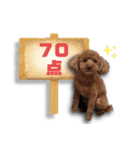 トイプードルのショコちゃん（実写）（個別スタンプ：39）