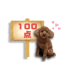 トイプードルのショコちゃん（実写）（個別スタンプ：40）