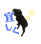 N家のわんにゃんこ（個別スタンプ：2）