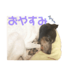 N家のわんにゃんこ（個別スタンプ：3）