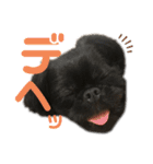 N家のわんにゃんこ（個別スタンプ：6）