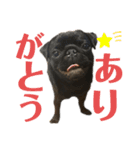 N家のわんにゃんこ（個別スタンプ：11）