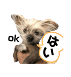 N家のわんにゃんこ（個別スタンプ：12）