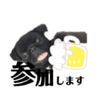N家のわんにゃんこ（個別スタンプ：13）