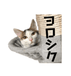 N家のわんにゃんこ（個別スタンプ：16）
