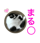 トラチワちゃん☆☆☆☆☆☆（個別スタンプ：1）