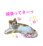 トラチワちゃん☆☆☆☆☆☆（個別スタンプ：7）