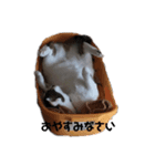 RU U CAT（個別スタンプ：3）