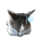 RU U CAT（個別スタンプ：4）
