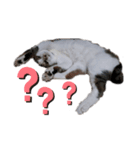 RU U CAT（個別スタンプ：5）