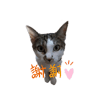 RU U CAT（個別スタンプ：6）