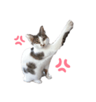 RU U CAT（個別スタンプ：7）