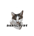 RU U CAT（個別スタンプ：8）