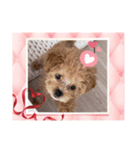 ❤︎୨୧わんちゃんスタンプ୨୧❤︎（個別スタンプ：2）