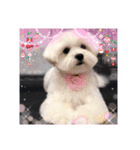 ❤︎୨୧わんちゃんスタンプ୨୧❤︎（個別スタンプ：6）