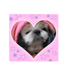 ❤︎୨୧わんちゃんスタンプ୨୧❤︎（個別スタンプ：8）