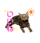 猫のエルフィ（個別スタンプ：1）