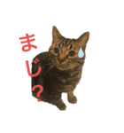 猫のエルフィ（個別スタンプ：2）