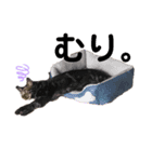 猫のエルフィ（個別スタンプ：7）