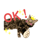 猫のエルフィ（個別スタンプ：8）