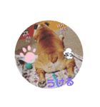 cimu_cimu.d_p☆（個別スタンプ：17）