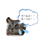 マーブルとラムネ（個別スタンプ：6）
