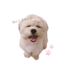 茶々丸 気持ち（個別スタンプ：1）