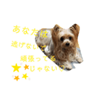我が家のトリプル☆ヨーキーズ〜ハピハピ編（個別スタンプ：3）