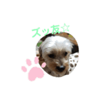我が家のトリプル☆ヨーキーズ〜ハピハピ編（個別スタンプ：5）