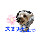 我が家のトリプル☆ヨーキーズ〜ハピハピ編（個別スタンプ：11）