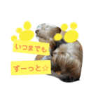 我が家のトリプル☆ヨーキーズ〜ハピハピ編（個別スタンプ：14）