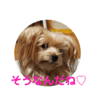 我が家のトリプル☆ヨーキーズ〜ハピハピ編（個別スタンプ：16）