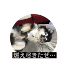 まいにちチワワ2019（個別スタンプ：2）
