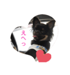 まいにちチワワ2019（個別スタンプ：3）