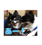 まいにちチワワ2019（個別スタンプ：9）
