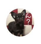 まいにちチワワ2019（個別スタンプ：12）