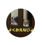 まいにちチワワ2019（個別スタンプ：13）