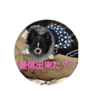 まいにちチワワ2019（個別スタンプ：14）