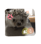 こまめさん②（個別スタンプ：1）